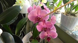 Humidade no cultivo de orquídeas
