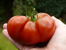 Uma boa maneira de tomate de plantio - antes do inverno