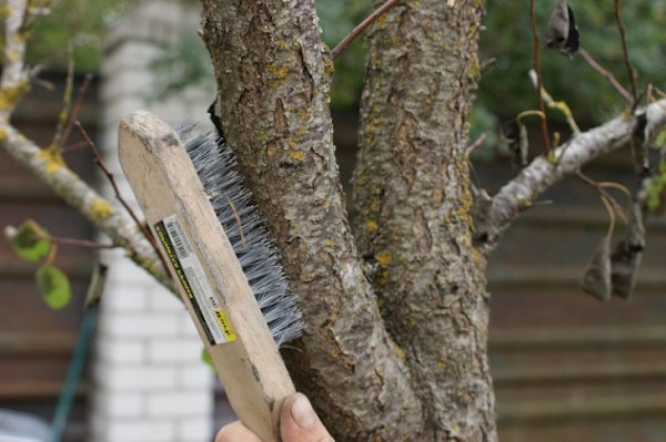 escova de ferro vai ajudar a preparar a árvore | Jardinagem e Horticultura