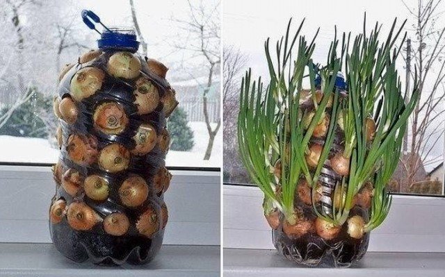 O único método de crescer cebolas no peitoril da janela | Jardinagem e Horticultura