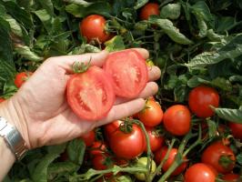 Nós crescemos tomates sem brotos - melhores notas, vantagens e desvantagens do método