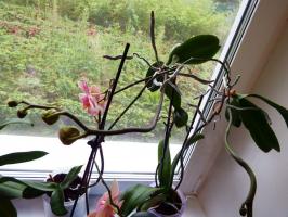 "Eu floresceu, floresceu, e de repente desapareceu." Por Phalaenopsis está morrendo na casa?