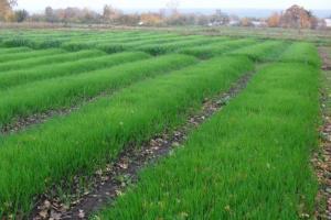 Estrume de centeio-verde: o plantio no outono vai aumentar a fertilidade e colheita de vegetais devido ao orgânica