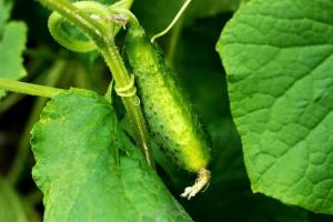 Bicarbonato de sódio no cultivo de pepino. Como aplicar e dá