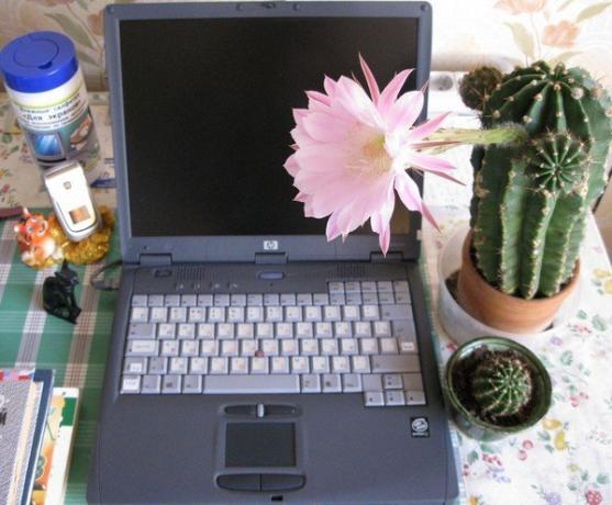 Cactus no computador. Foto a partir da Internet