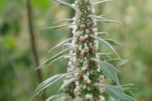 Motherwort: propriedades terapêuticas e contra-indicações, como tomada