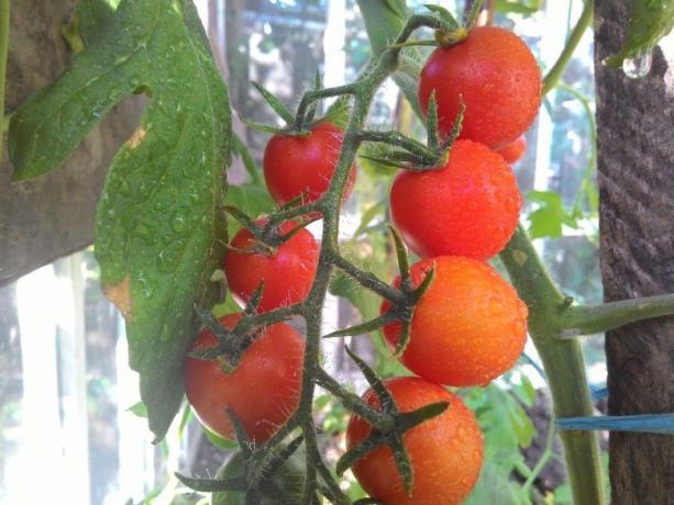 Tomates de amadurecimento - colírio para os olhos! (Mojateplica.ru)