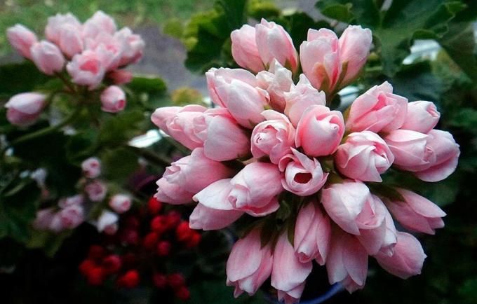 delicado bouquet de gerânio tulipa