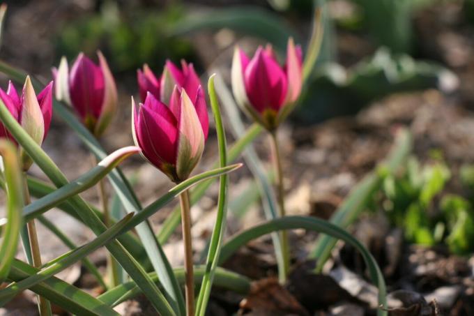 Aviso! Baixo crescimento tulipas - exceção. Adultos lâmpadas são plantadas a uma profundidade de 10 cm. Foto: violet-bryansk.ru