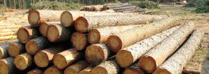 A escolha da madeira: características das diferentes raças