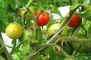 Tomatoes estão florescendo, e nenhum dos ovários. regularizar a situação
