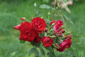 O jardim de rosas canadense são bons para russo (especialmente em regiões frias)
