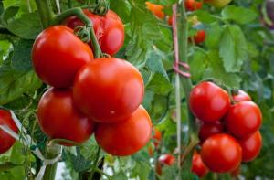 O que agora é necessário para os tomates no jardim