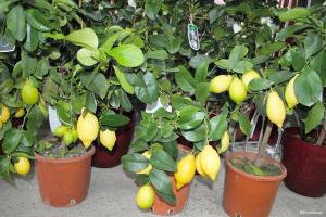 Como crescer limão frutificação e tangerina de uma pedra
