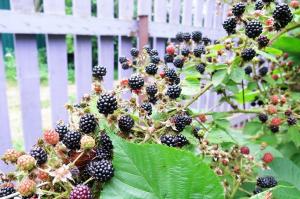 4 segredos blackberry "berry"