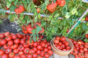 As folhas mais baixas, maior o rendimento de tomates (modo especial de fertilização e irrigação)