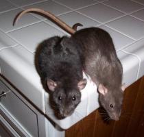 Métodos eficazes de se livrar de roedores no quarto.