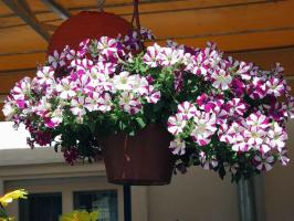 Petunia asa-derrubada como peças de muitos e como plantar em vasos