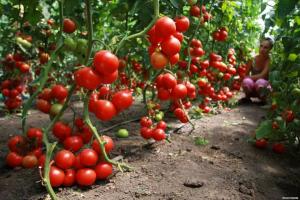 Estamos fazendo baldes 2 com um arbusto de tomate