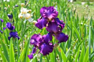 Íris no jardim: como crescer deliciosas flores sem problemas