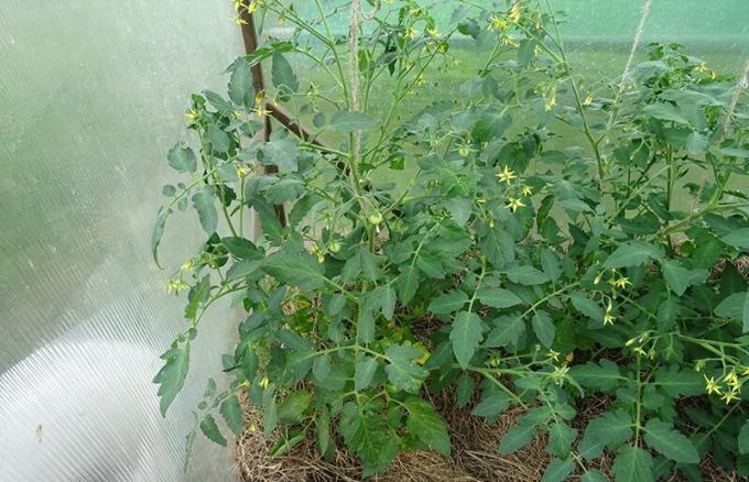 11 junho de 2019, Kursk. Dois arbusto de tomate determinante de um tipo de micorrízicos e sem mal diferem.