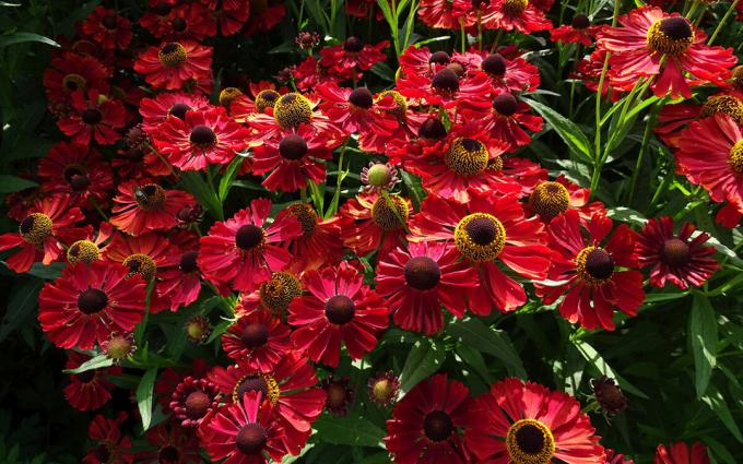 varietal helenium