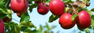 Árvore de Apple - o técnico agrícola e características biológicas