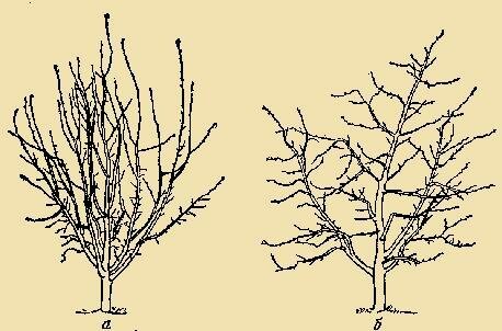 poda de Primavera é aplicada ativamente para árvores jovens - paisagísticos árvores maduras, que são sujeitos a este procedimento a cada ano, precisa a cada ano há menos (não estamos a falar de anti-envelhecimento poda).