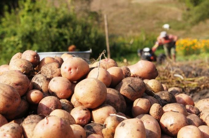 I cavar batatas pá de costume, embora agrônomos recomendam o uso de garfos