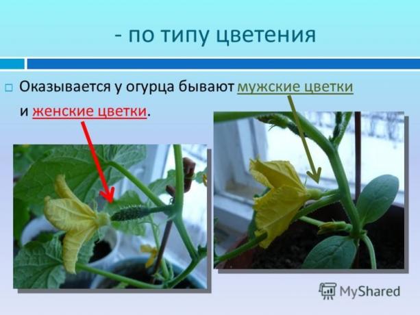 Um exemplo ilustrativo de um local myshared.ru
