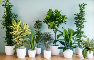 A escolha de plantas de interior - onde começar