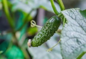 Que tipo de pepinos plantados no próximo ano? resumindo