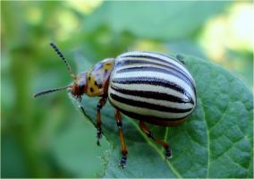 Colorado potato beetle não é: 5 melhores remédios populares