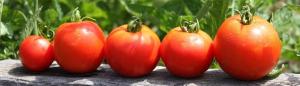 Plantando tomates para o inverno? Sim! germinação e colheita antecipada