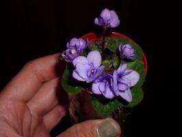 Características de cultivo mini-violetas