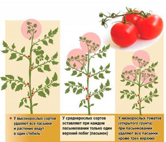 tomate Pasynkovanie tem vários esquemas | Fonte my-fasenda.ru foto
