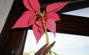 "Natal da estrela" extingue-se: o que fazer se as folhas do poinsettia doentes e gotas