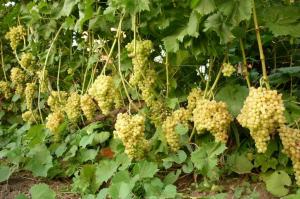Slate e policarbonato para a colheita da uva