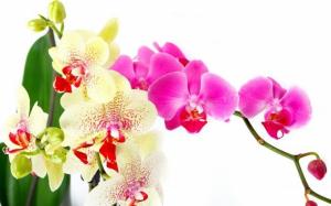 Cuidados a ter com a orquídea após o florescimento