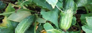 Cold Summer: como obter uma grande colheita dos pepinos em prolongadas +12 graus