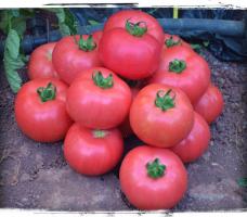 6 variedades de tomates grandes e carnudas