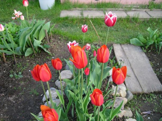 Sim, as tulipas - é fácil. Mas com estilo!