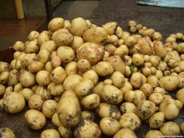 Colocando-se a 15 kg. batatas com um sq. m: método Kvartalnova
