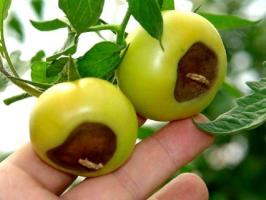 Blossom podridão de tomates: sintomas e tratamento