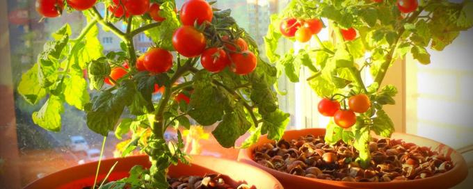 Para uma boa frutificação tomates em vasos precisam de muito sol