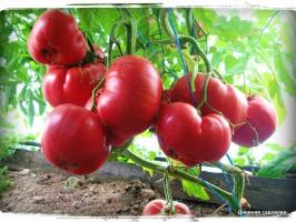 5 maioria das variedades produtivas de tomates