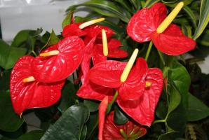 Quer linda flor Anthurium? Algumas dicas importantes para ajudá-lo nesta