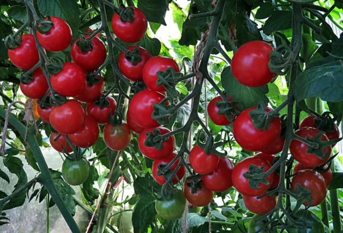 Tomates amadurecidos no arbusto, benefício muito em gosto e cheiro na "janela"