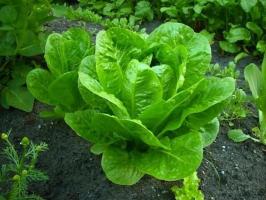 Top 5 vegetais que crescem na sombra
