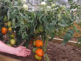 Como crescer tomates em um verão fresco? Principais dicas